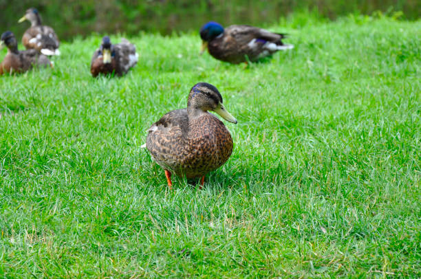 istock Ducks sitting on the green grass 953052920
