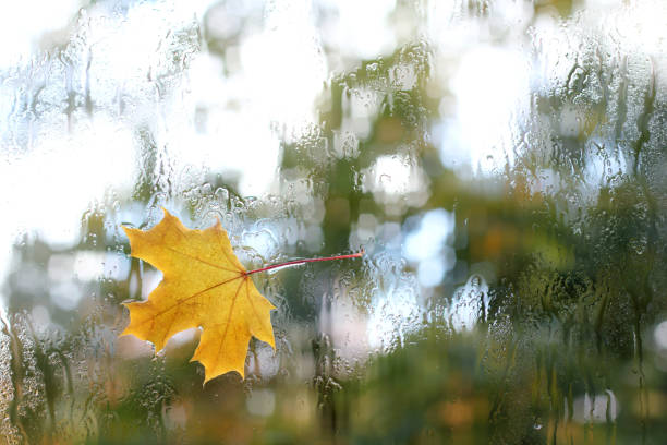 yellow maple leaf stuck to the wet after the rain window