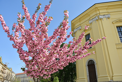 Japanese cherry tree flowers in spring next to the Great Church in Debrecen city