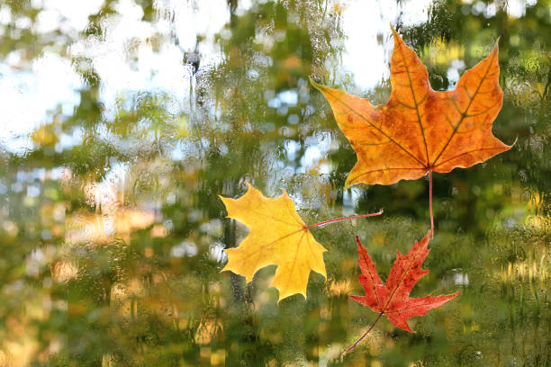 istock carried away wind autumn 953057170