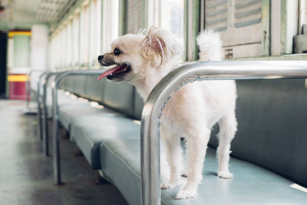 istock Dog so cute inside a railway train wait for travel 953057360