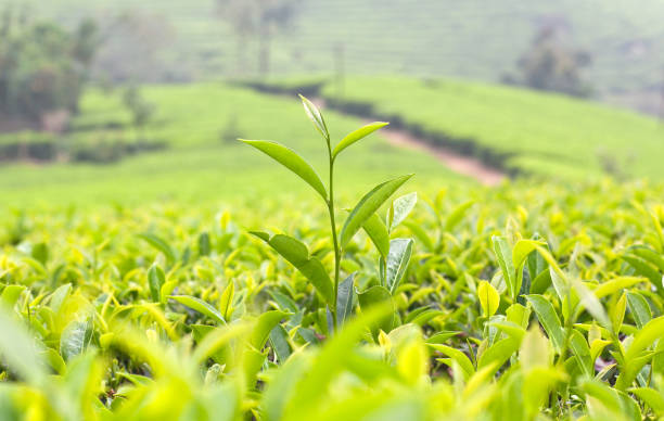 istock Fresh leaves of green tea close up 953057566