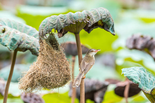 鳥 (プレーンなかま) は自然の中で鳥の巣を構築します。 - garden warbler ストックフォトと画像