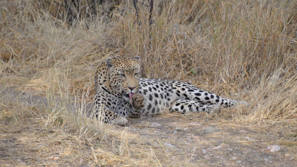 istock Close up of a Leopard 953058520