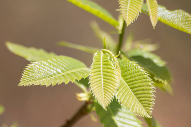 istock Small green leaves on a branch during spring in nature with orange background composition 953058930