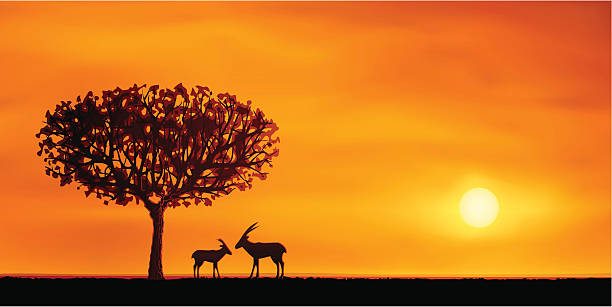African savanna evening scenery vector art illustration