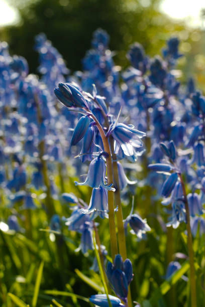 bluebells in the spring sunshine. - common harebell imagens e fotografias de stock