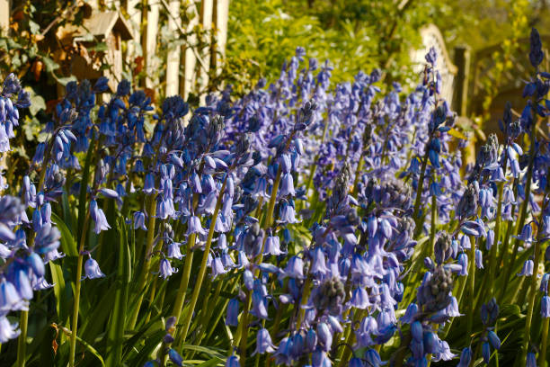 a carpet of bluebells in the spring sunshine. - common harebell imagens e fotografias de stock