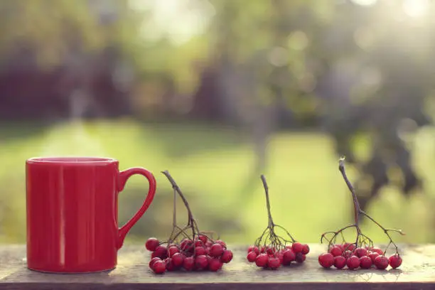red mug with rowan branches on a table in the garden on a sunny day
