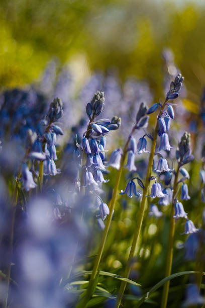 bluebells in the spring sunshine. - common harebell imagens e fotografias de stock