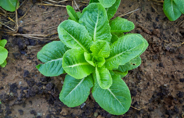 istock lettuce in garden vegetable backyard home 953065170