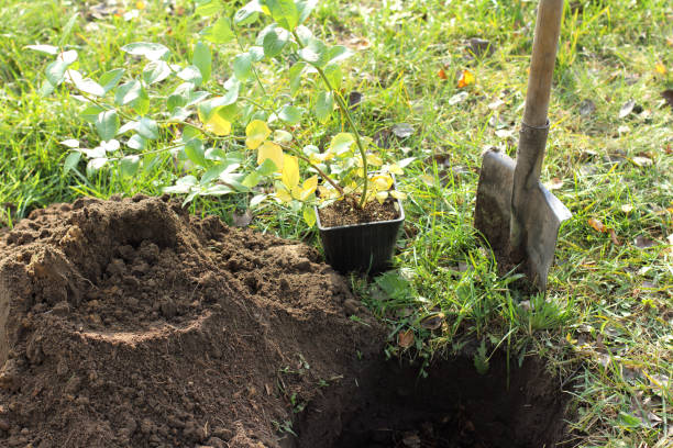 istock autumn planting berry bushes 953065948