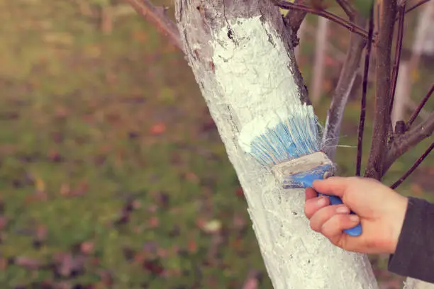 hand gardener with a brush whitens the trunk of a tree in the autumn