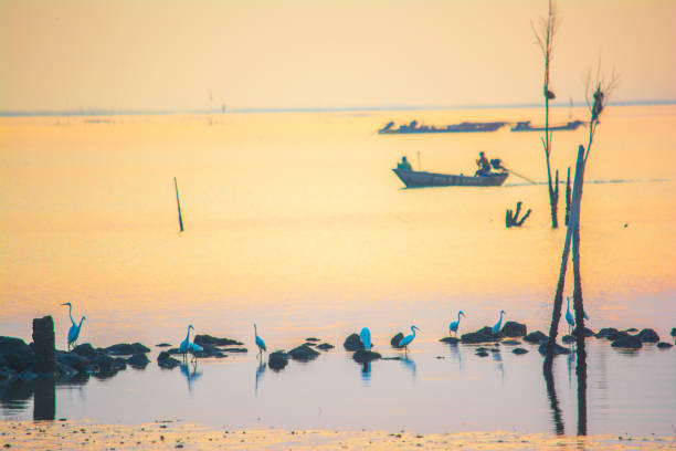 istock Egret by the sea 953069536