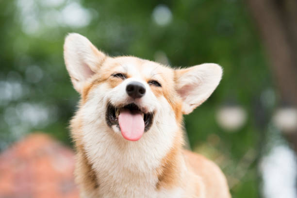 corgi hund lächeln und glücklich im sonnigen sommertag - haustier fotos stock-fotos und bilder