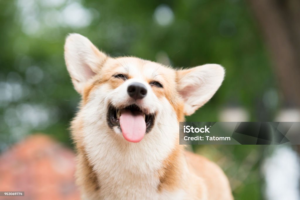 Sonrisa de perro Corgi y feliz en un día soleado de verano - Foto de stock de Perro libre de derechos