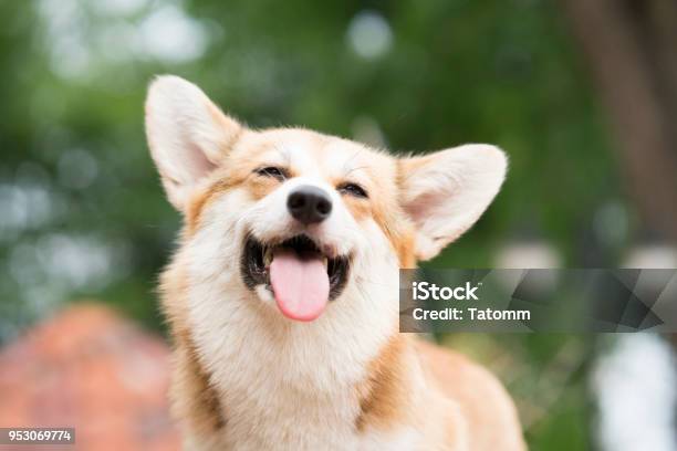 Sonrisa De Perro Corgi Y Feliz En Un Día Soleado De Verano Foto de stock y más banco de imágenes de Perro