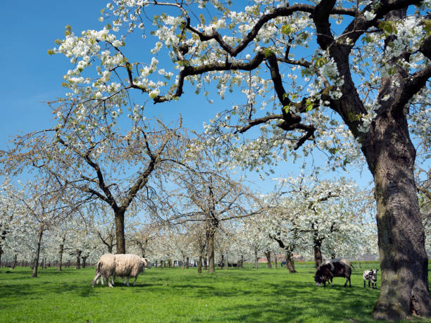 sheep and cherry blossom spring orchard in green grass under blue sky in the netherlands near utrecht