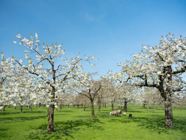 sheep and cherry blossom spring orchard in green grass under blue sky in the netherlands near utrecht