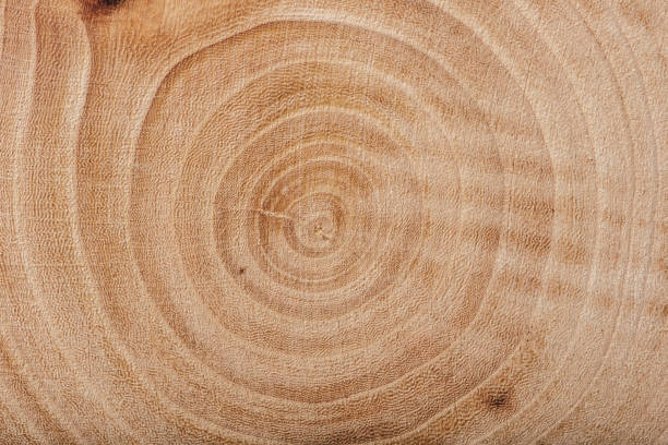 istock Ash wood slab texture with annual rings. 953071164