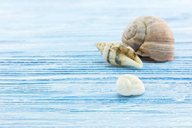 summer vacation background. sea snail shells on painted blue shabby wooden surface