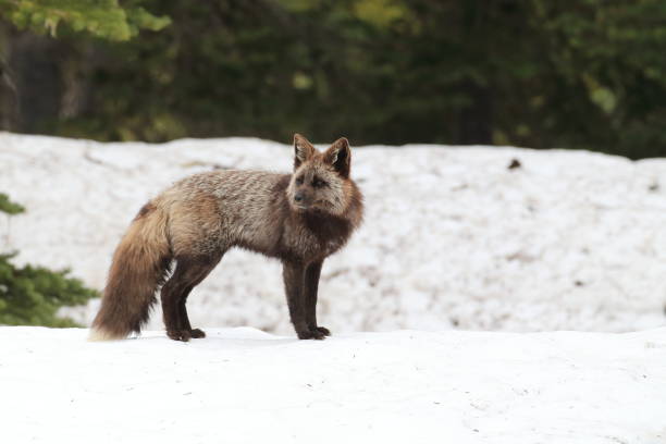 istock Silver Fox (Vulpes vulpes) - Silver phase of Red Fox Cubs, Washington WA , USA 953074292