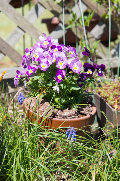 istock Colorful viola flowers 953074412