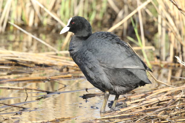 Eurasian Coot  Ukraine 2018