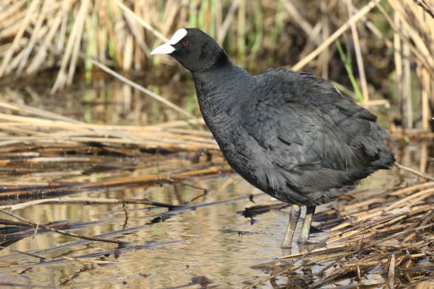 Eurasian Coot  Ukraine 2018