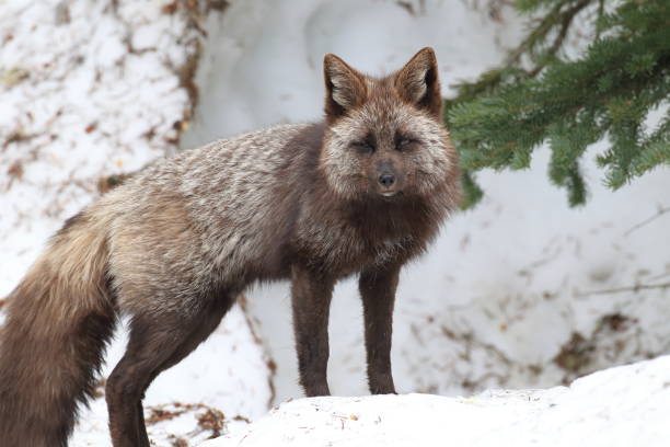 istock Silver Fox (Vulpes vulpes) - Silver phase of Red Fox Cubs, Washington WA , USA 953075026