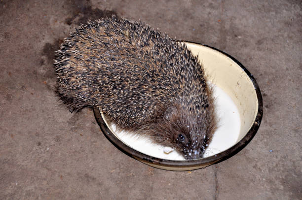 istock The hedgehog drinks milk from the plate 953077412
