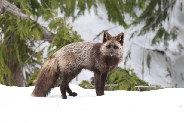 Silver Fox (Vulpes vulpes) - Silver phase of Red Fox Cubs, Washington WA , USA
