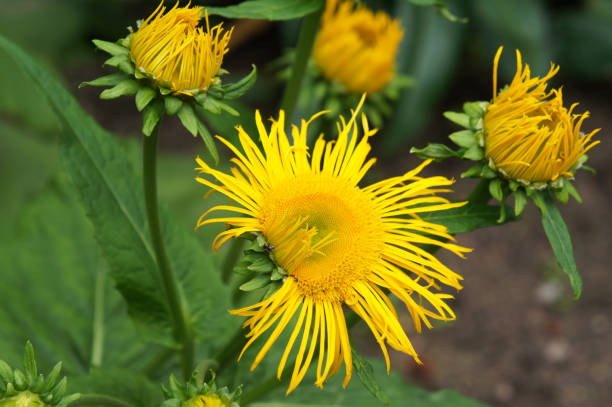 Yellow elecampane flowers with foliage Yellow elecampane flowers with foliage inula stock pictures, royalty-free photos & images