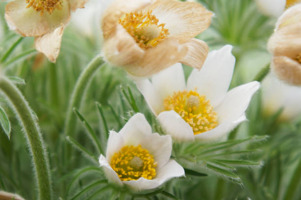 Pulsatilla ludoviciana or Anemone patens or Pasqueflower white flowers Pulsatilla ludoviciana or Anemone patens or Pasqueflower white flowers anemone ludoviciana stock pictures, royalty-free photos & images