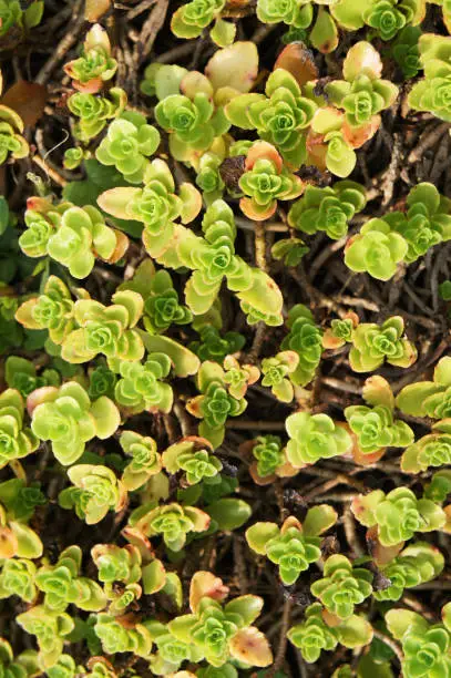Sedum spurium green plant on ground
