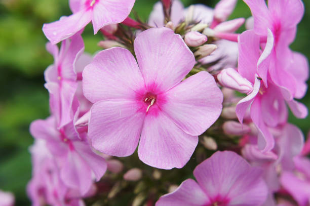 istock Pink phlox flowers close-up 953078322