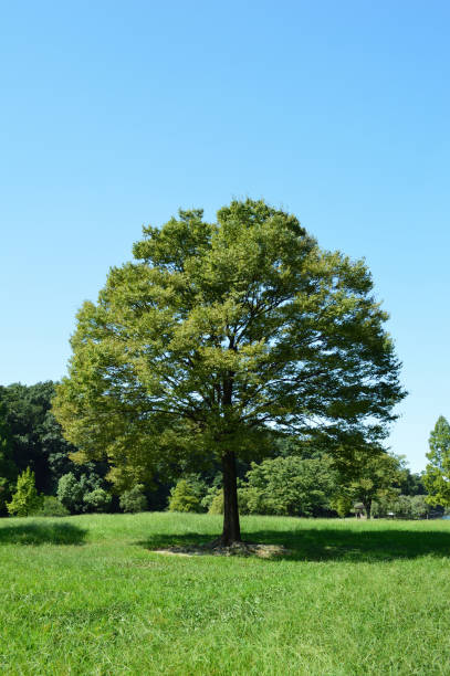 istock Blue sky with fine weather and forest and  prairie 953082318