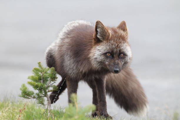 istock Silver Fox (Vulpes vulpes) - Silver phase of Red Fox Cubs, Washington WA , USA 953083470
