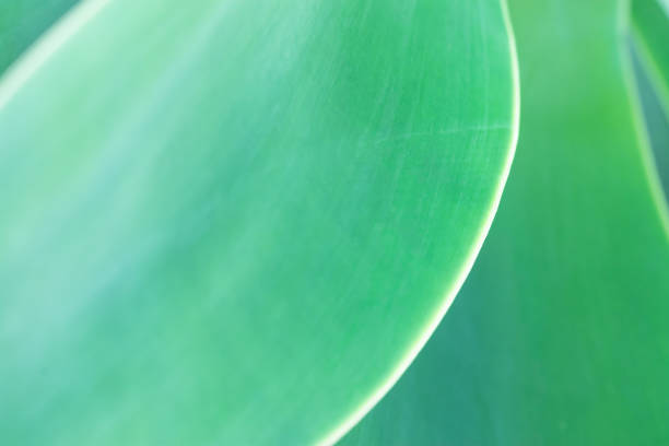 istock Blurred Abstract Botanical Nature Background. Elegant Large Light Green Palm Leaf. Natural Soft Greenery Color. Background Wallpaper Poster Template. Organic Cosmetics Wellness Spa Concept 953083690