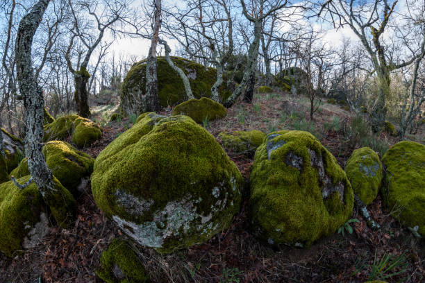 istock Oak forest with granite rocks covered in green moss 953087200