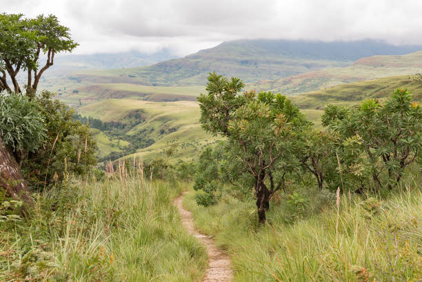 istock Protea forest on the trail from Lookout Rock to Mahai 953088100