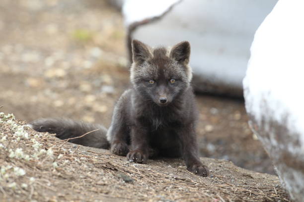 istock Silver Fox (Vulpes vulpes) - Silver phase of Red Fox Cubs, Washington WA , USA 953088104
