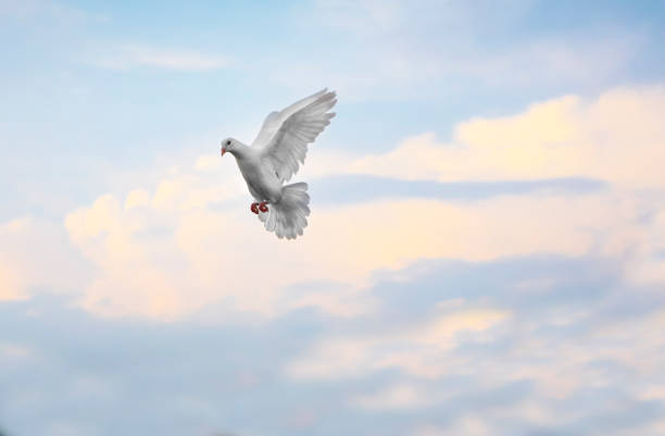 istock white feather homing pigeon flying mid air against beautiful blue sky 953092382