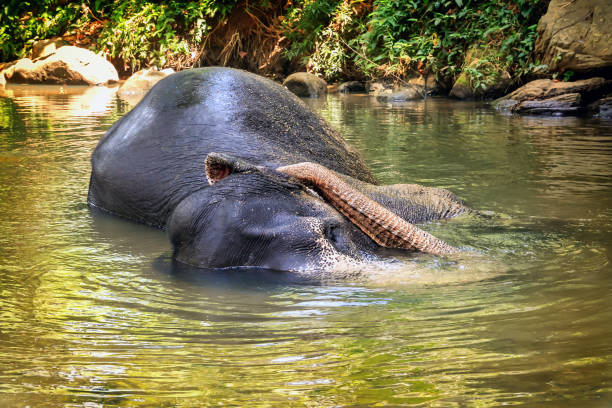 istock elephant bathing in a river among the rainforest 953095140