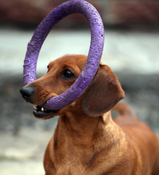 istock Dachshund Dog Spring Garden 953100734