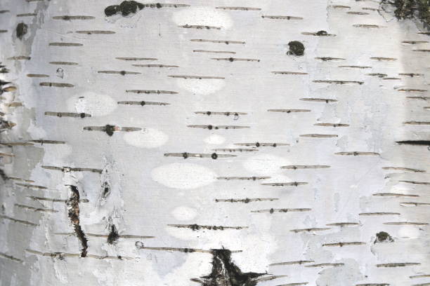 istock Natural background of birch bark 953100860