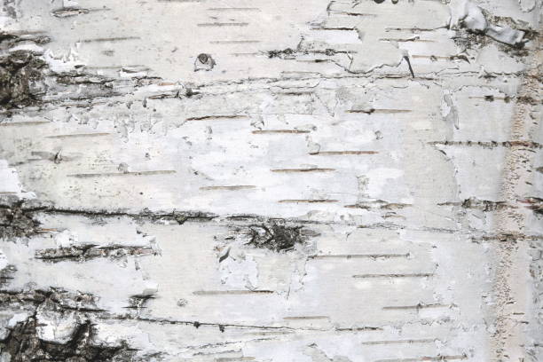 istock Natural background of birch bark 953100940