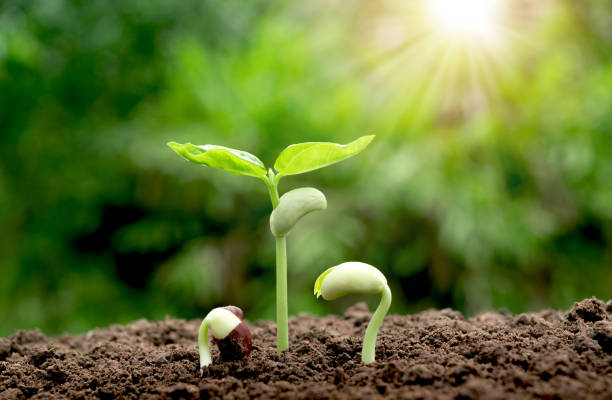 istock young plants growing  from seed step up  in nature with The fertile soil. 953104816