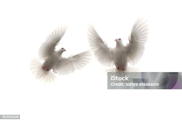 Two White Feather Pigeon Flying Mid Air Against White Background Stock Photo - Download Image Now