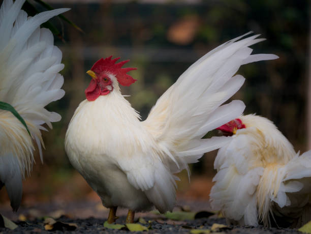 istock Bantam Lift The Neck up with Elegance 953109552